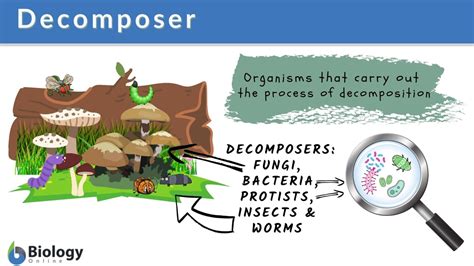 Decomposer .